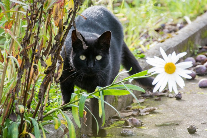 black cat and flower