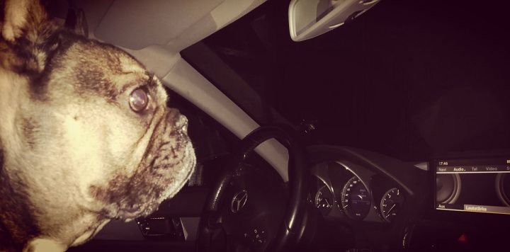 French bulldog snapshot