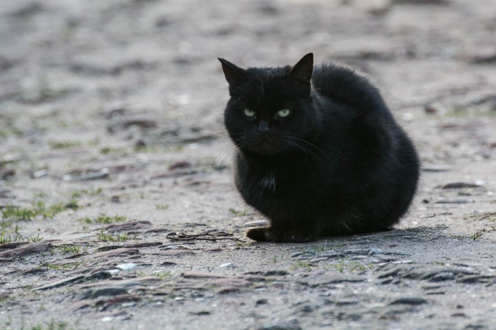 grumpy black kitty