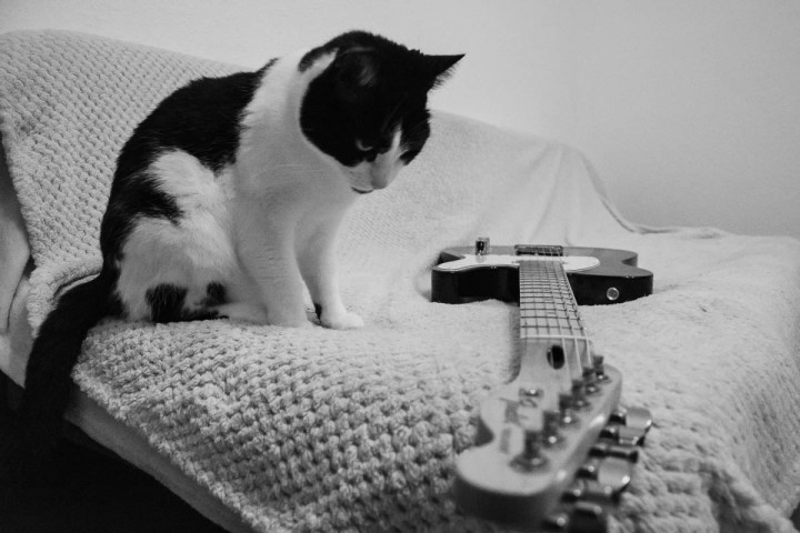 cat and guitar