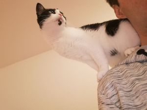 cat on the shoulder