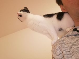 cat on the shoulder