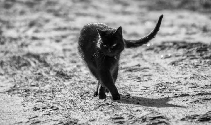 walking black kitty