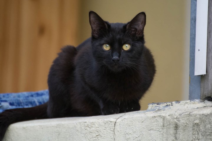 a very beatiful black cat