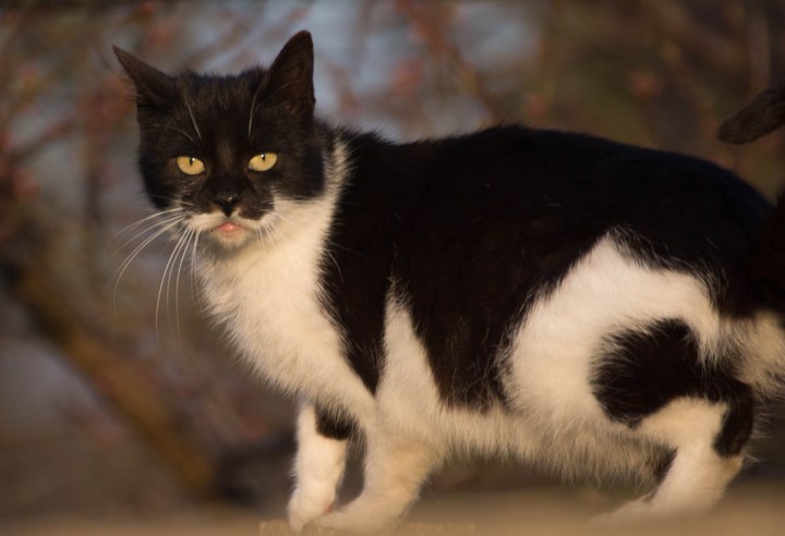 black and white bicolor cat in the garden
