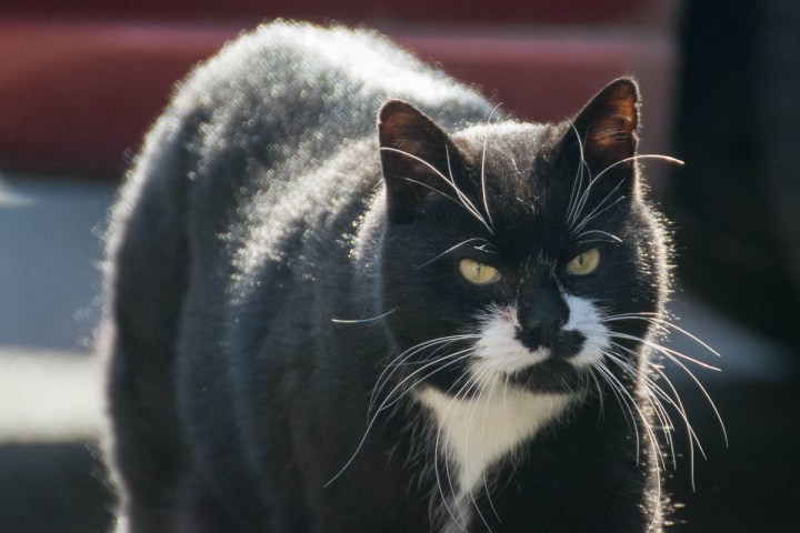 black and white street cat