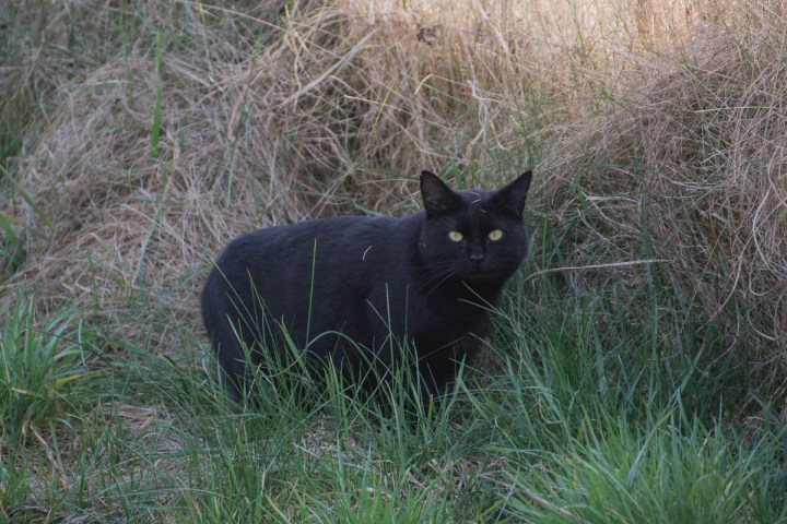 black cat in the field