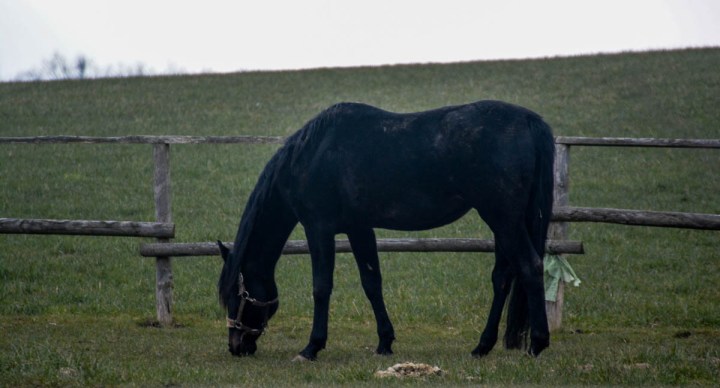 black horse photo
