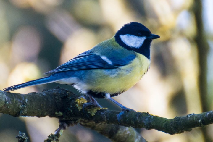 great tit- parus major