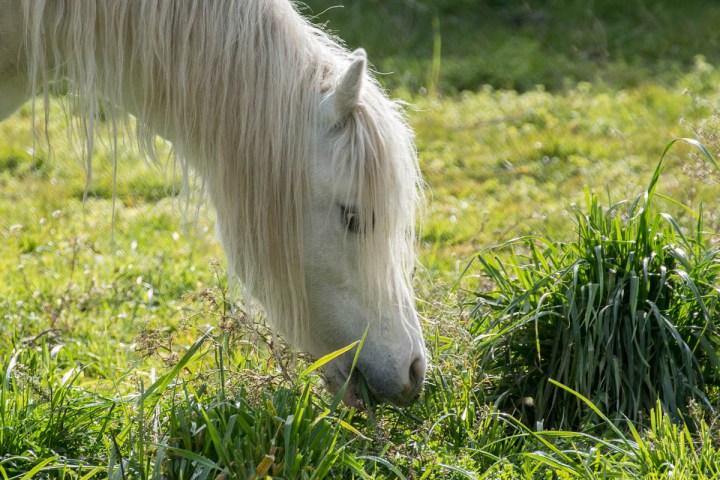 horse picture