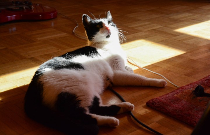 my cat in the living room