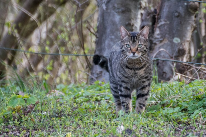 outdoor tabby cat