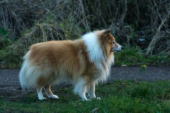 probably a colly dog