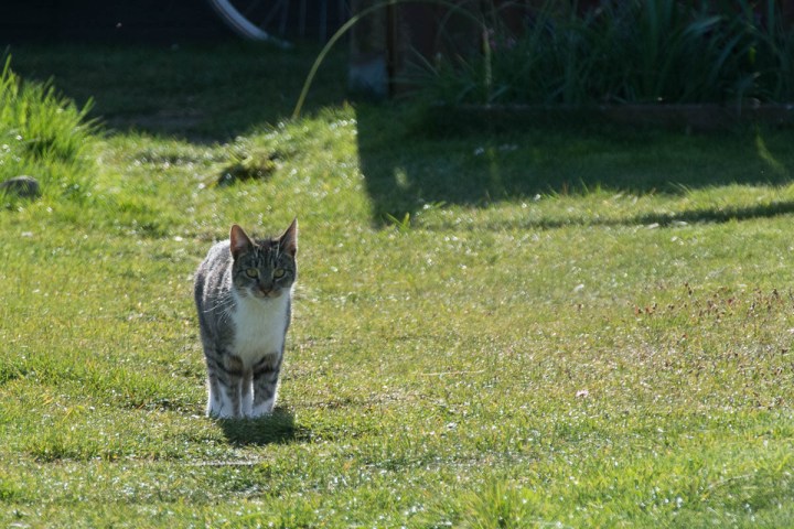 silver tabby with white chest