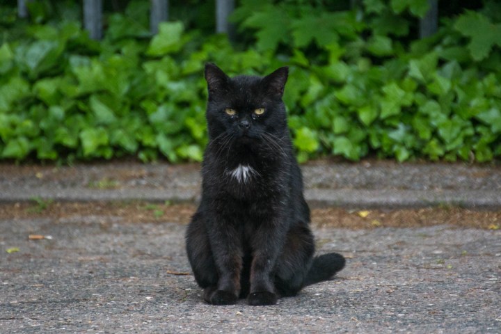 grumpy black cat