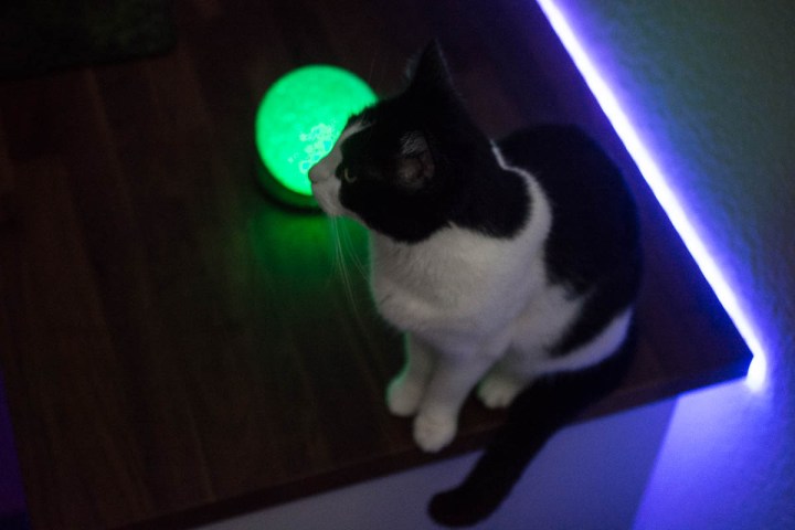 my cat on my desktop