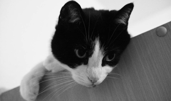 cat on top of the cupboard