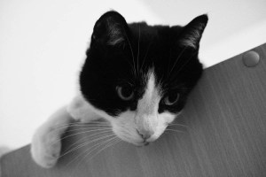 cat on top of the cupboard