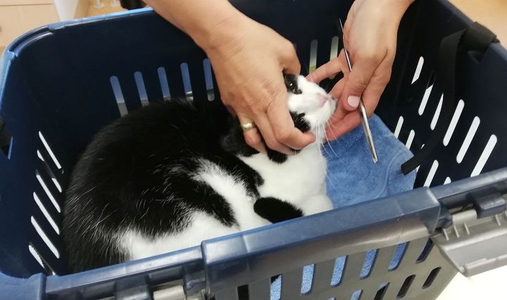 vet is checking teeth of my cat