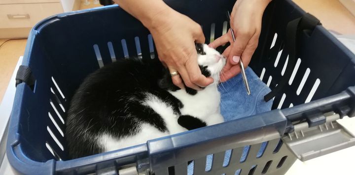 vet is checking teeth of my cat