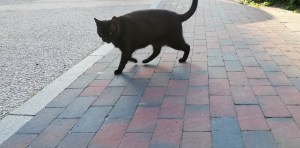 black neighbor cat