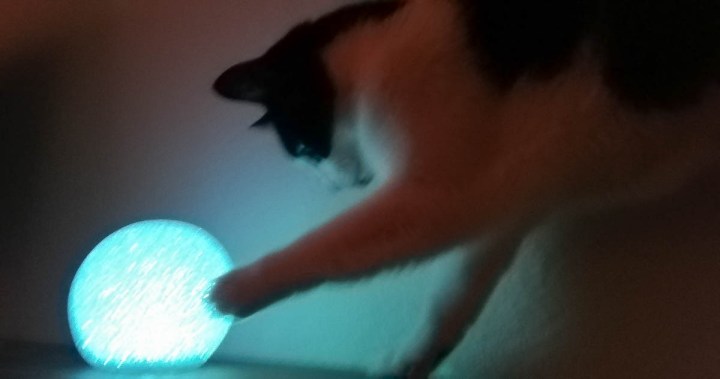 my cat asking the crystal ball