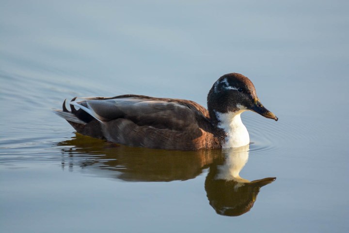 duck and water reflection