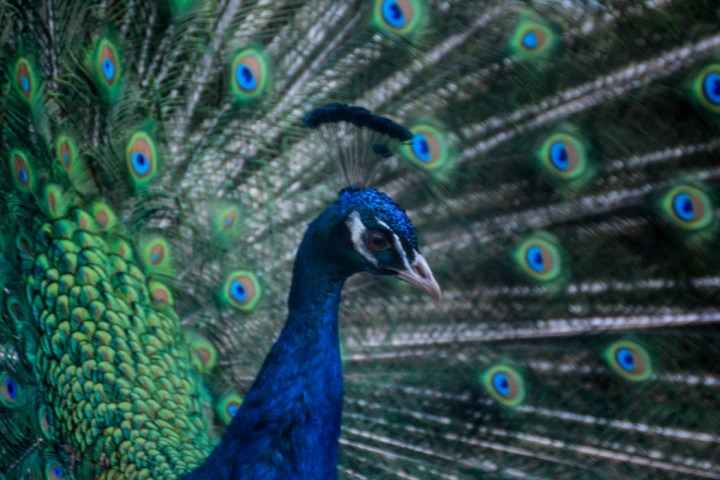Indian peafowl (Pavo cristatus)
