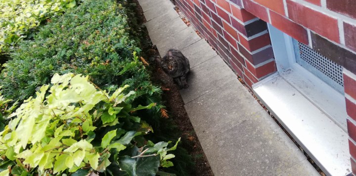 outdoor cat snapshot