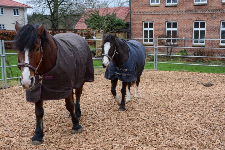 a photo of two dark horses