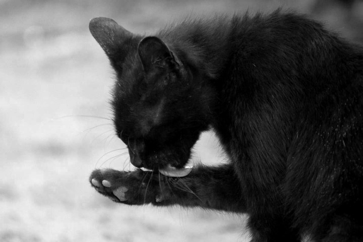 black cat in BW