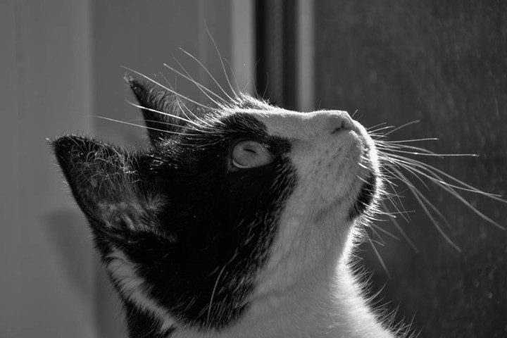 cat fascinated by raindrops