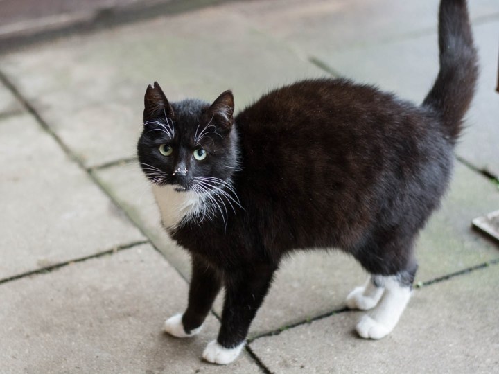black and white cat