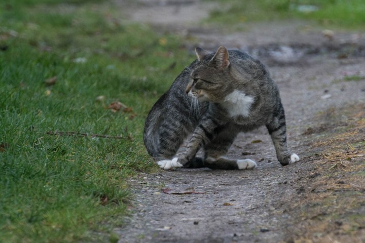 tabby cat in the garden