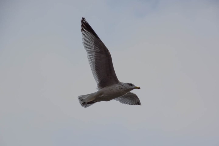 just a photo of a seagull