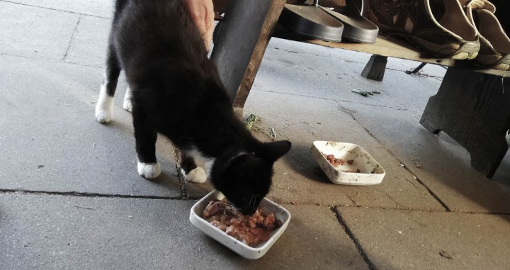 Schlitzohr is hungry